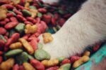 فواید استفاده از غذای خشک برای سگ ها و گربه ها
